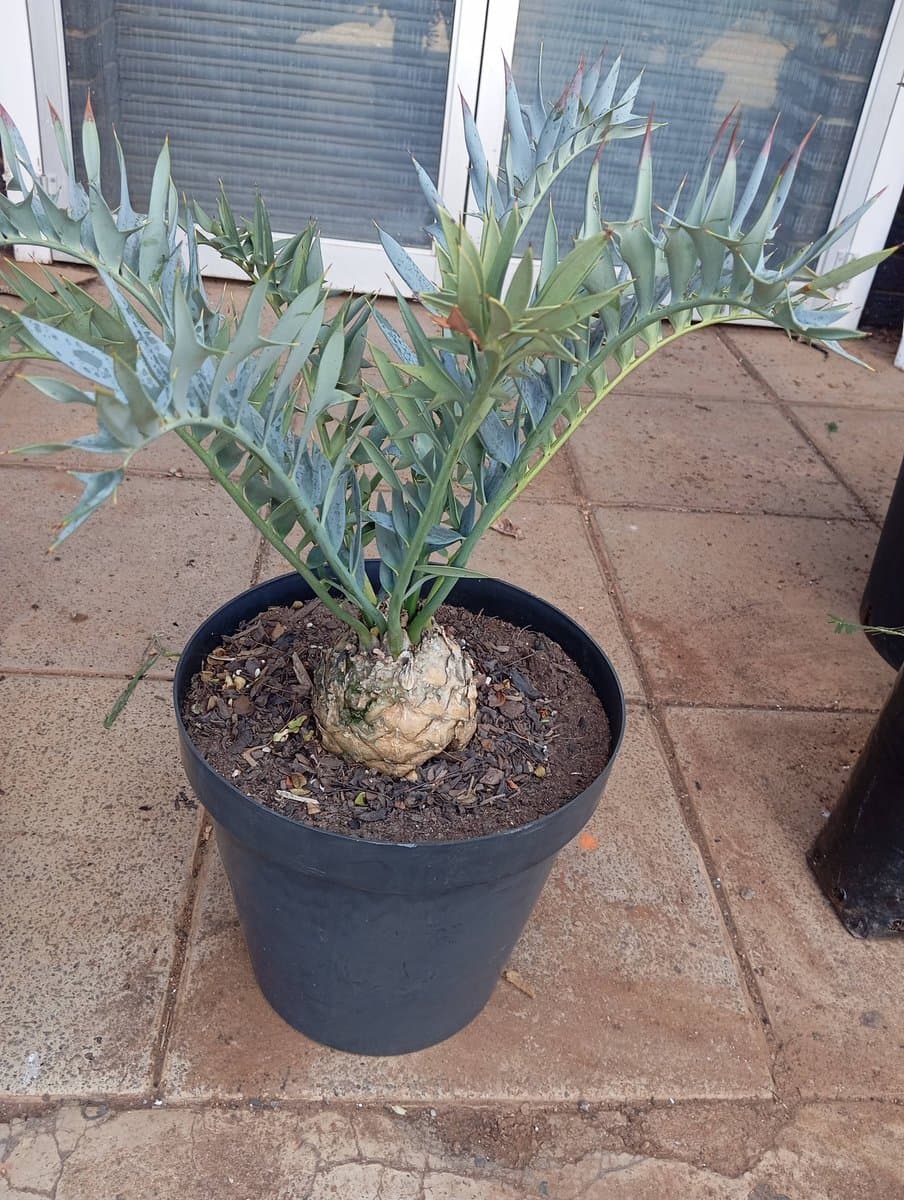 Encephalartos horridus