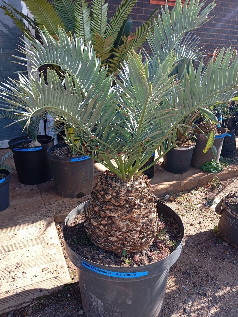 Encephalartos trispinosus