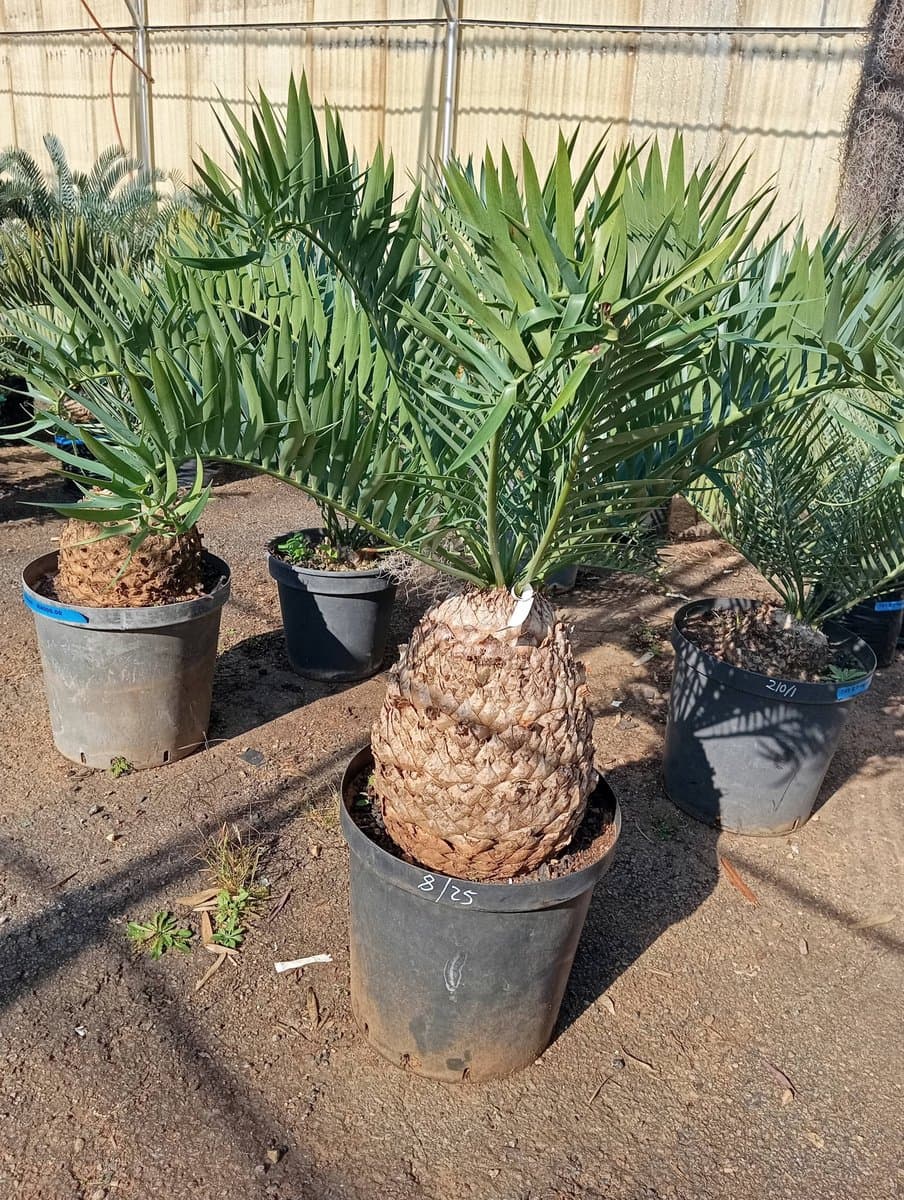 Encephalartos trispinosus