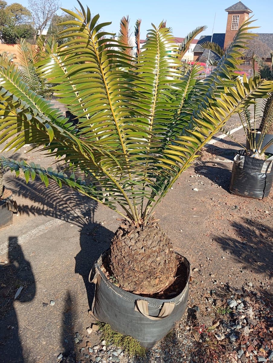 Encephalartos transvenosus