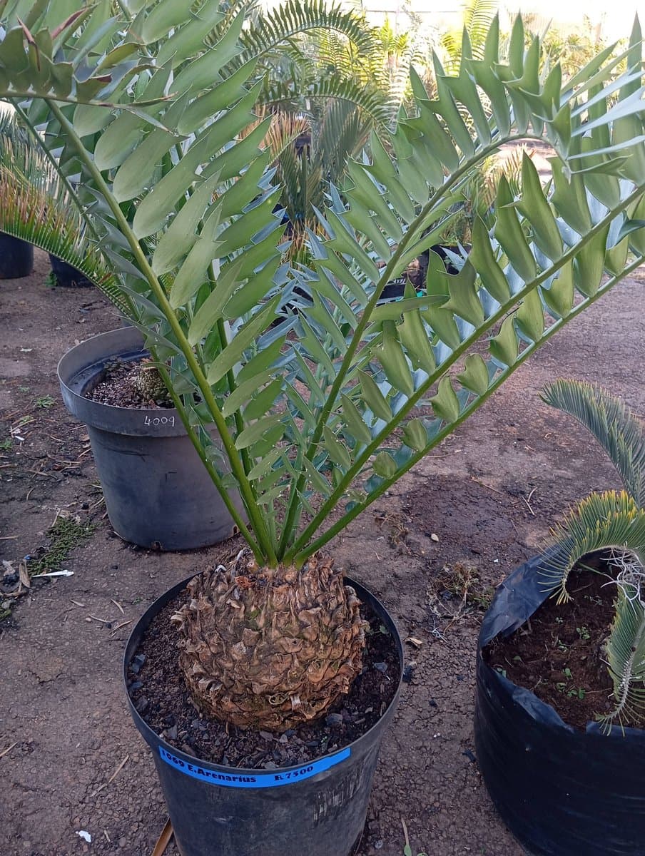 Encephalartos arenarius