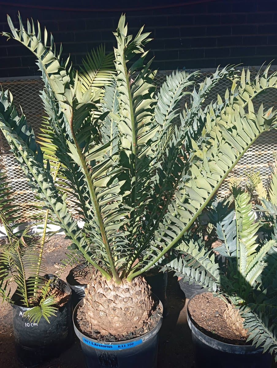 Encephalartos arenarius
