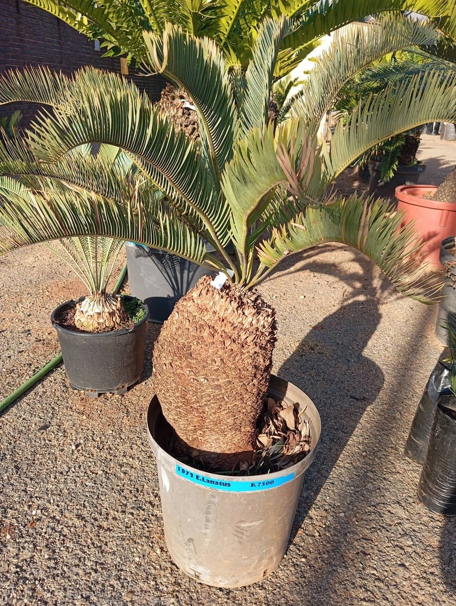 Encephalartos lanatus