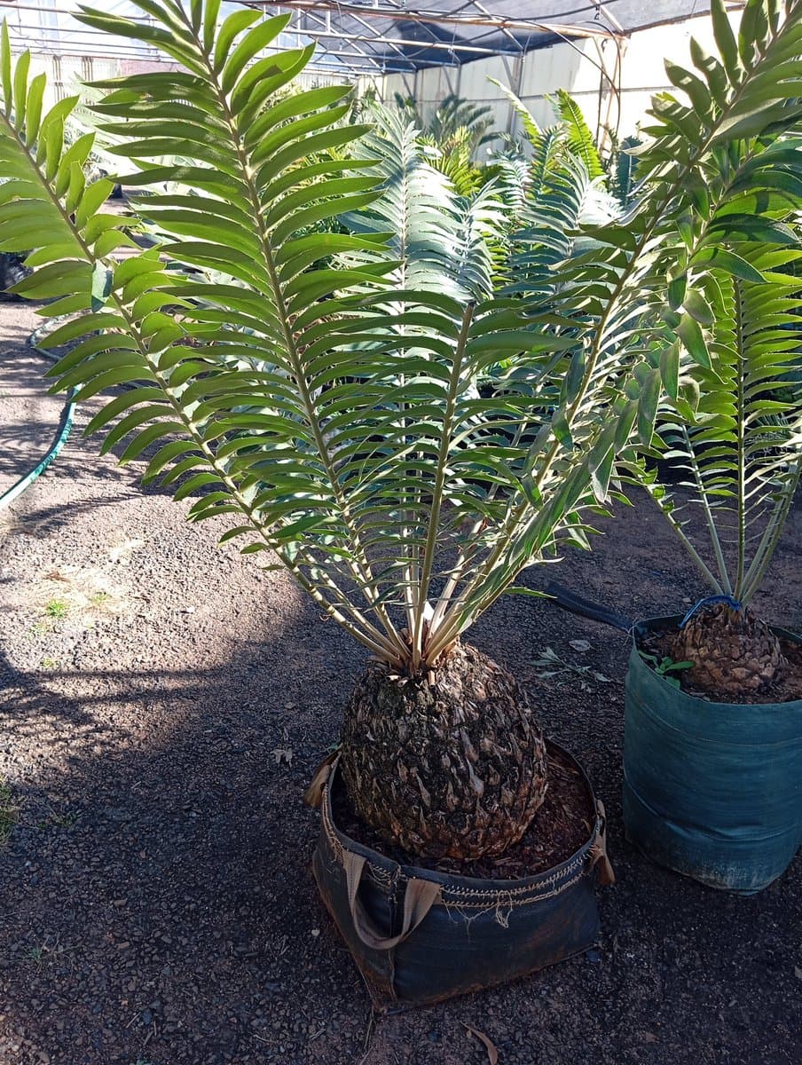 Encephalartos transvenosus