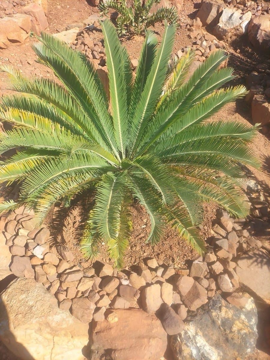 E.Laevifolius Mariepskop