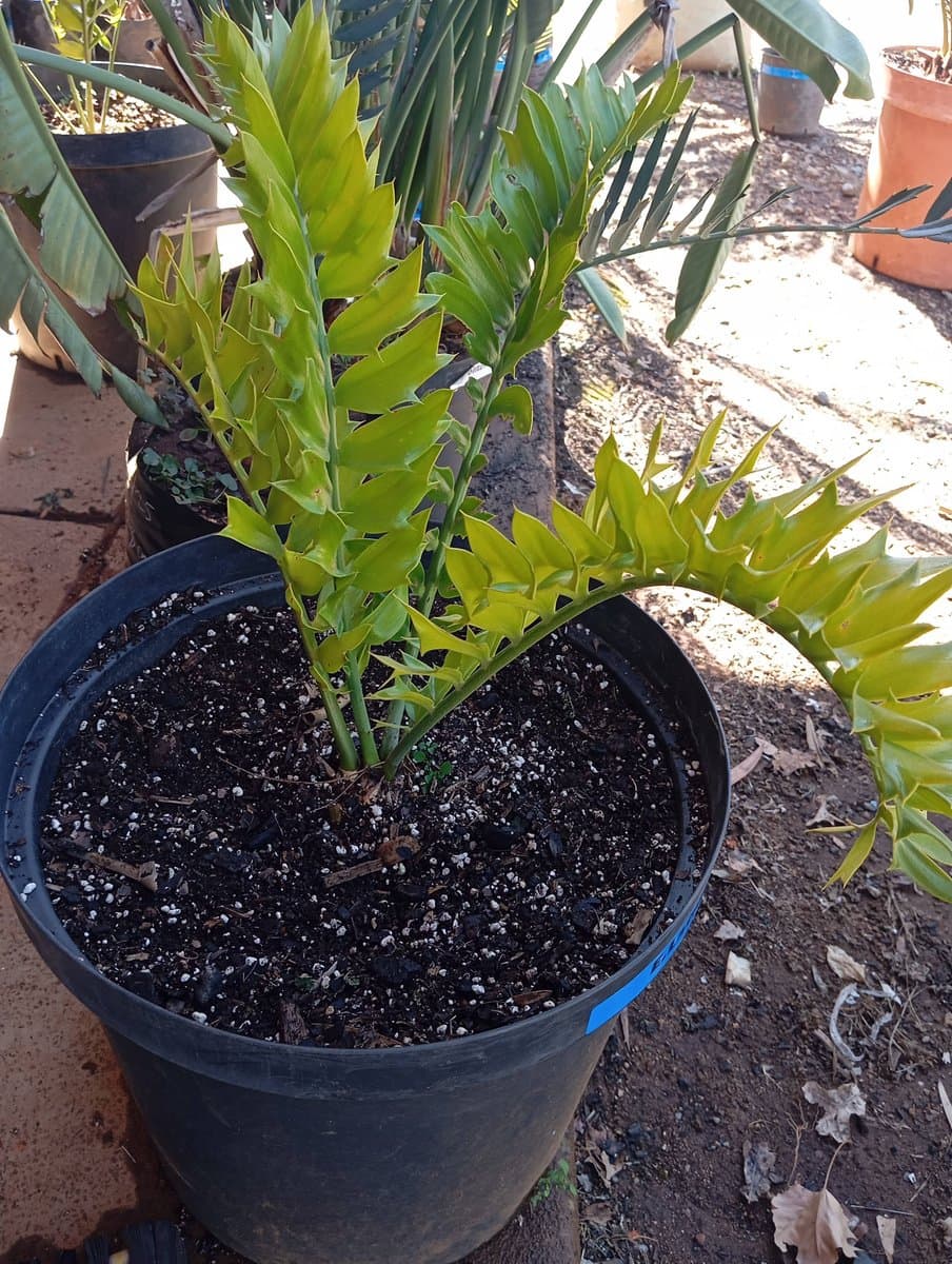 Encephalartos latifrons