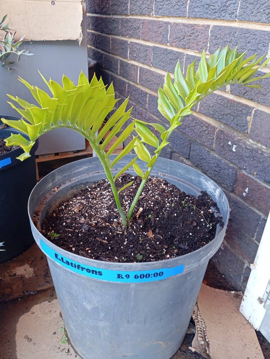 Encephalartos latifrons