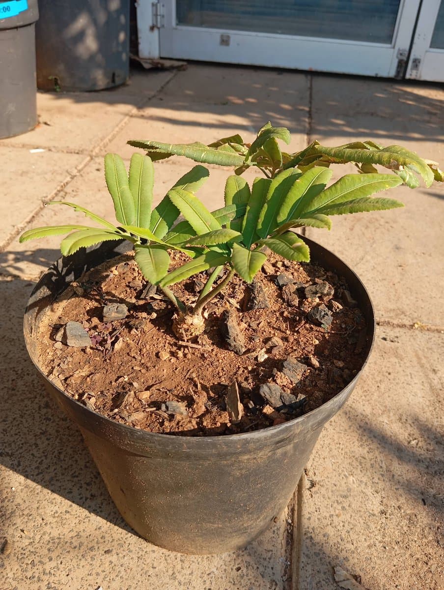 Stangeria eriopus