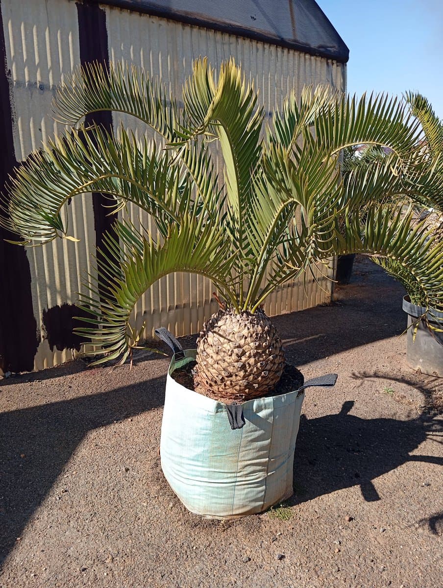 Encephalartos longifolius