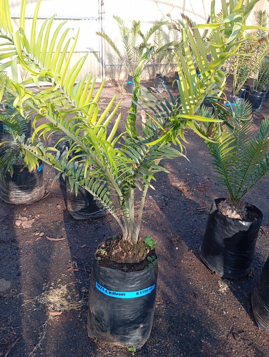 Encephalartos villosus