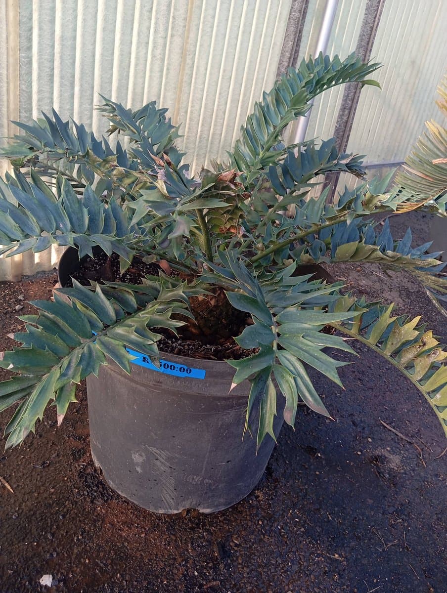 Encephalartos arenarius