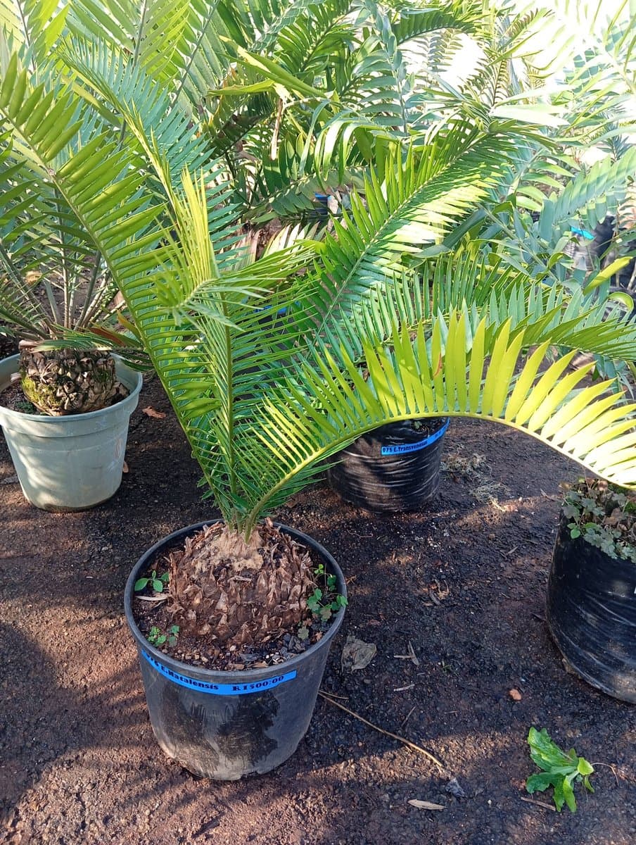 Encephalartos natalensis