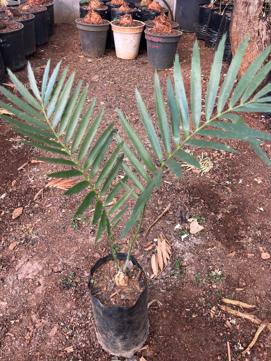 Encephalartos