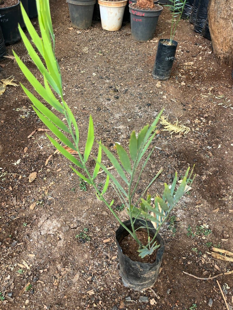 Encephalartos middelburgensis
