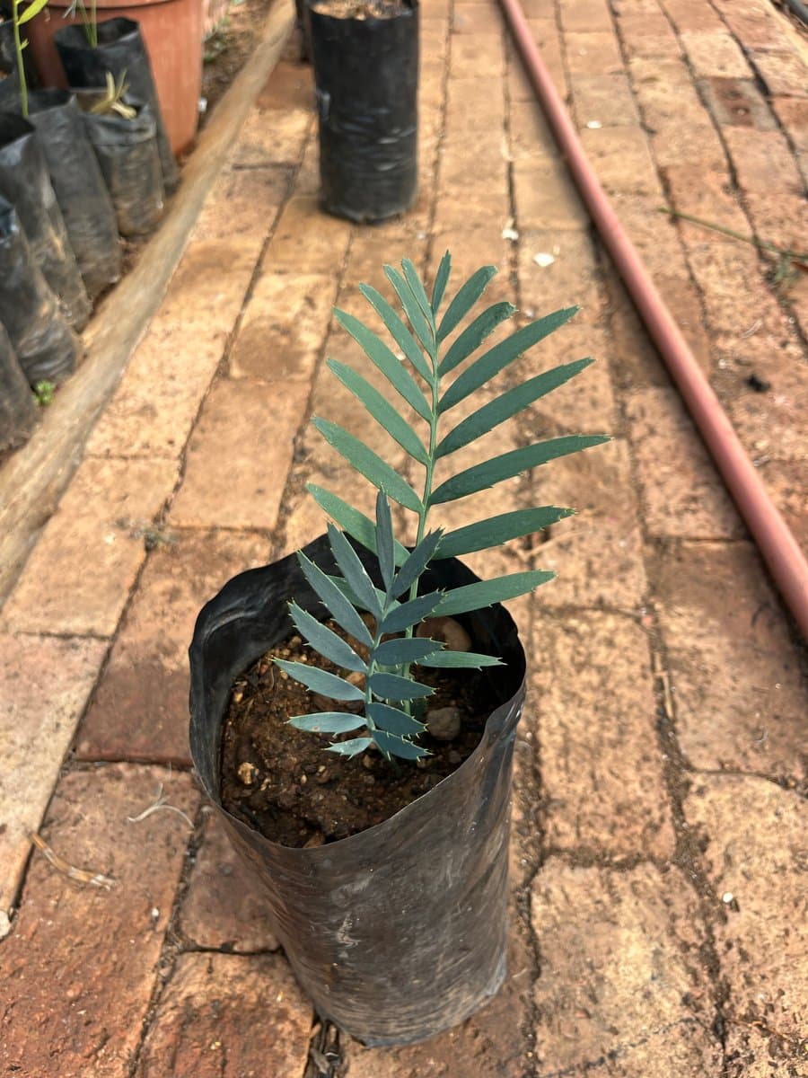 Encephalartos princeps