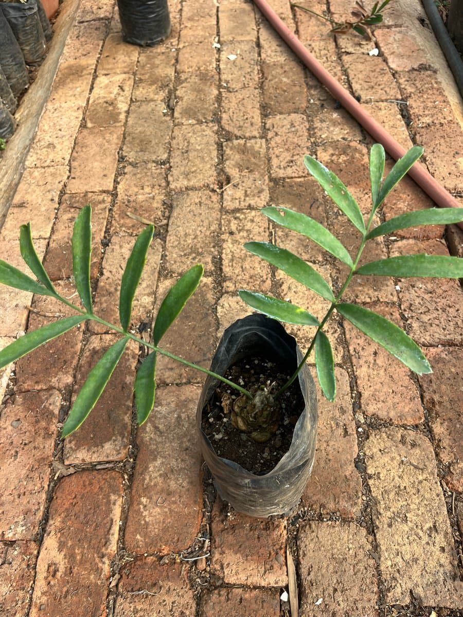 Encephalartos ferox