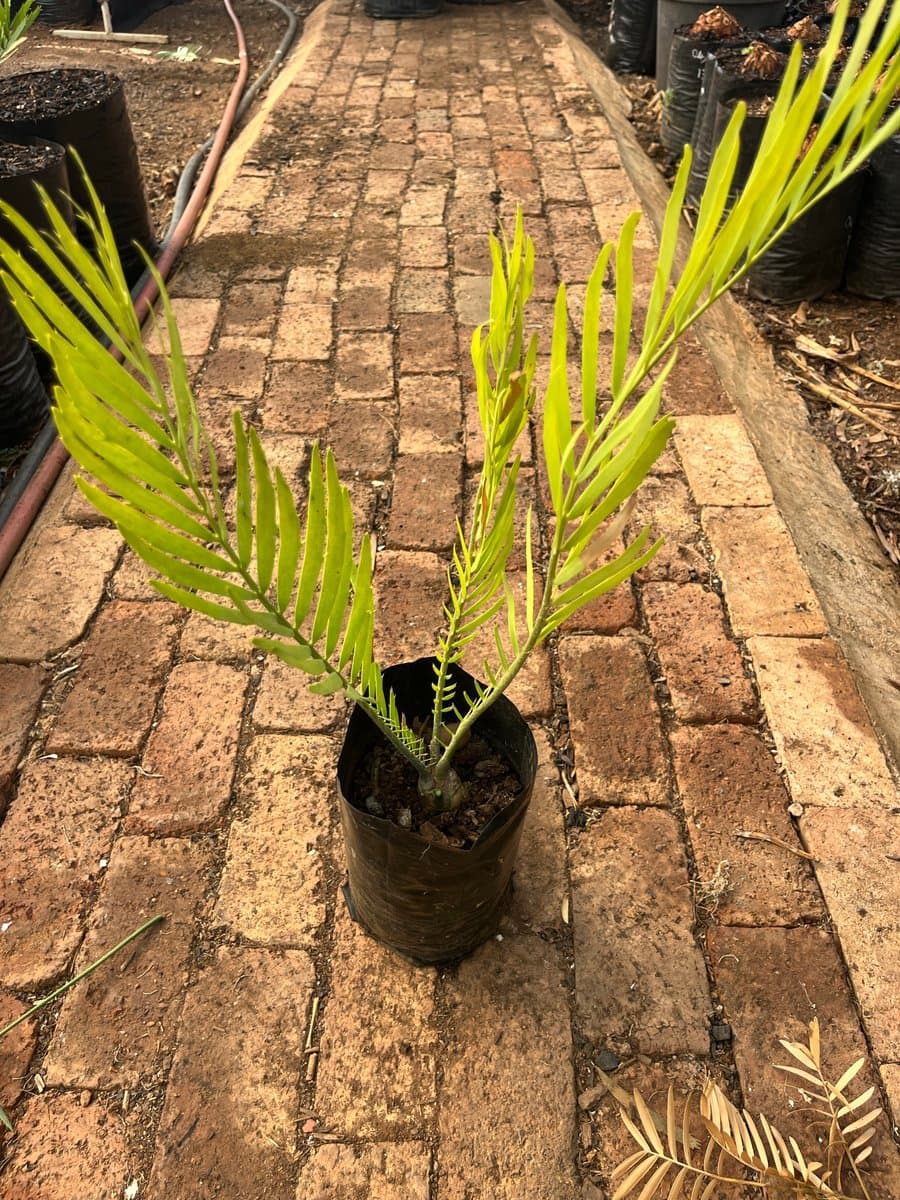 Encephalartos dyerianus