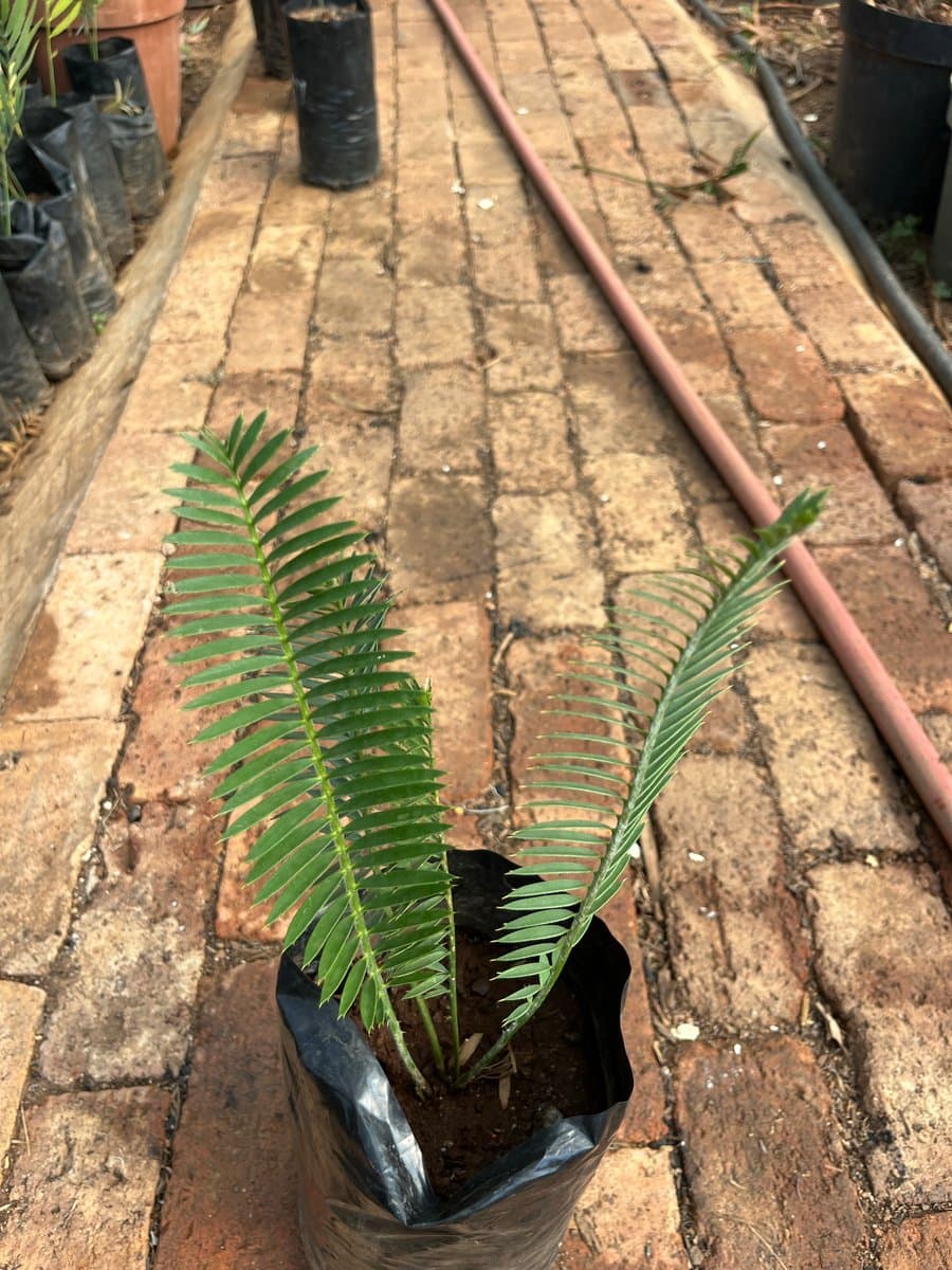 Encephalartos afer