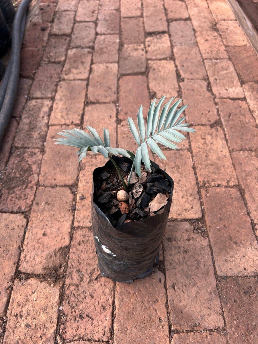 Encephalartos trispinosus