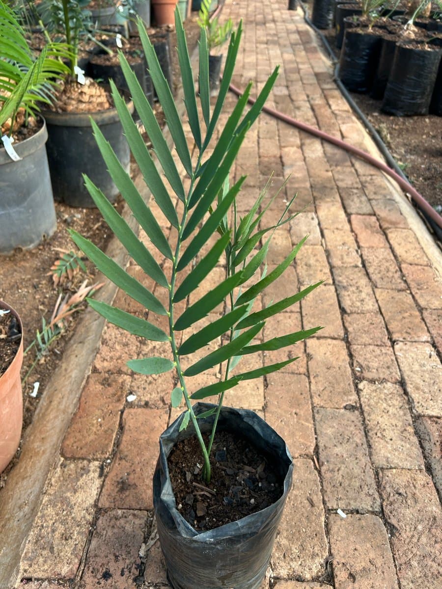 Encephalartos middelburgensis