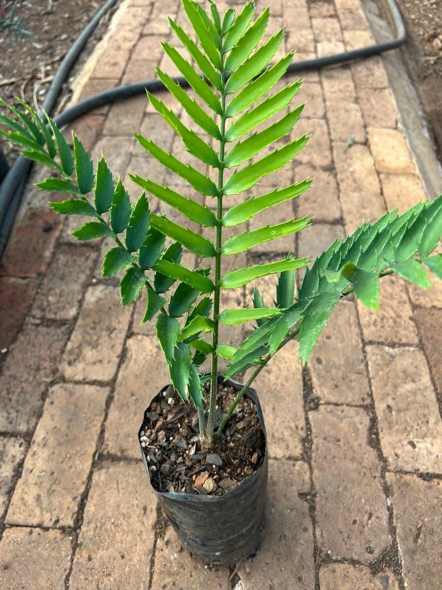 Natalensis x Woodii