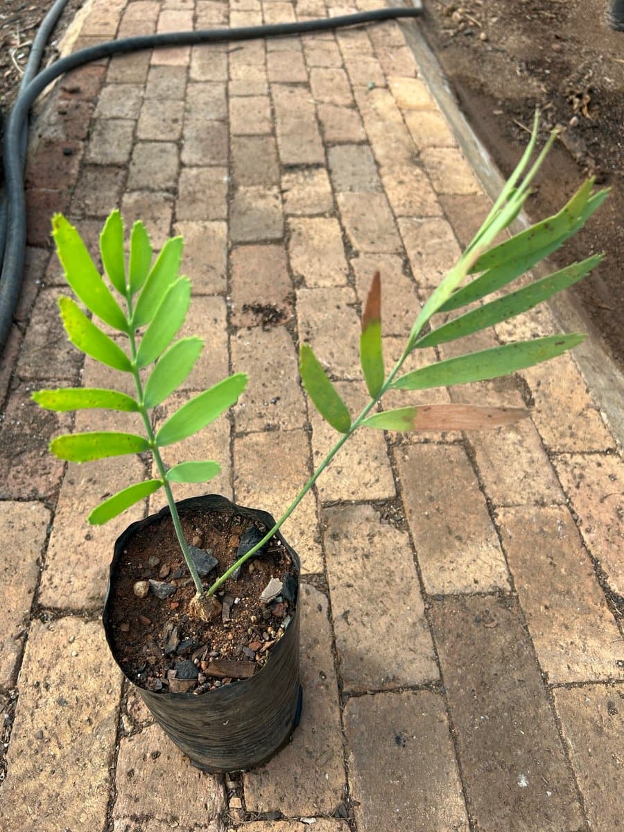 Encephalartos nubimontanus