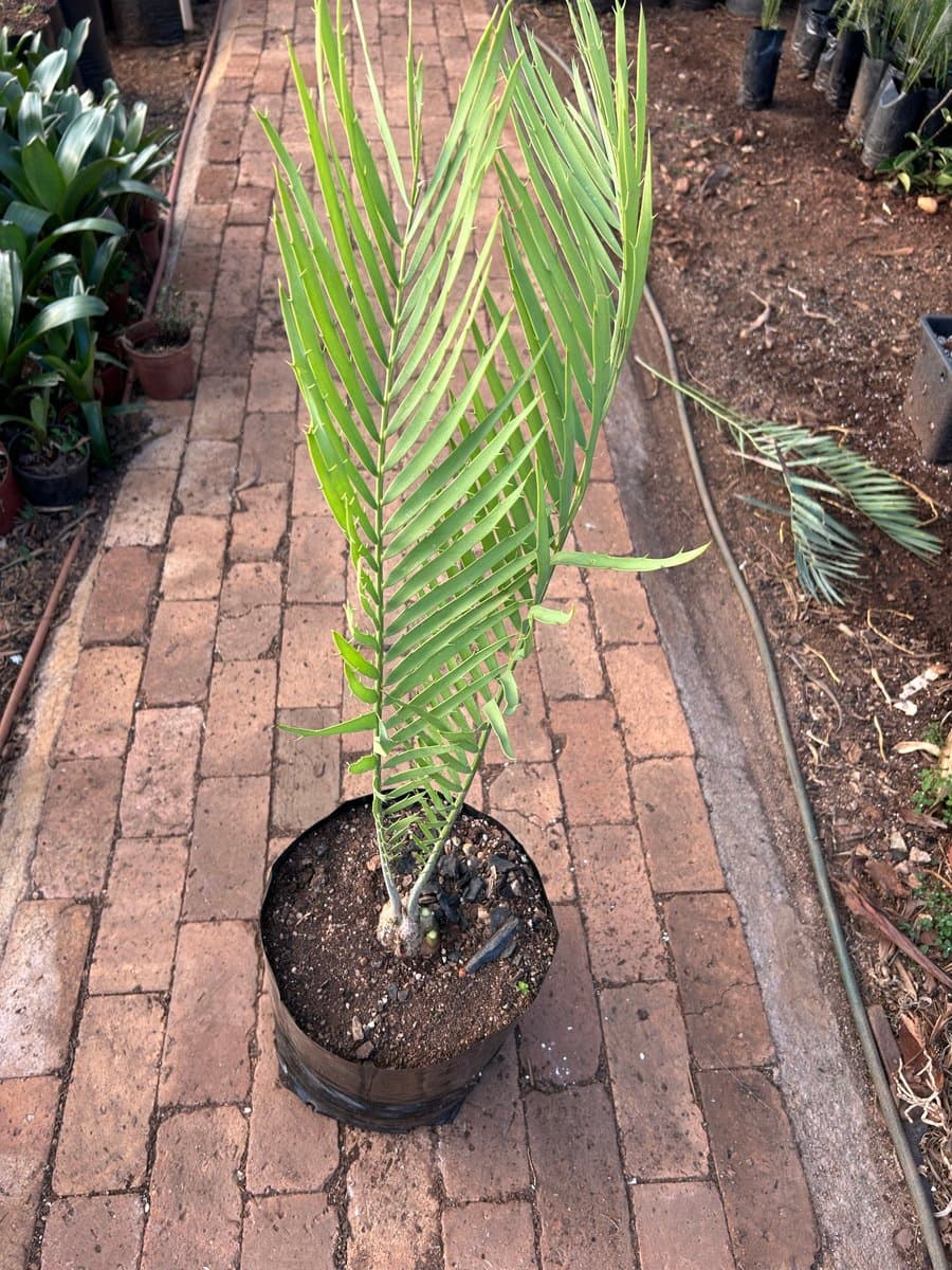 Encephalartos dyerianus