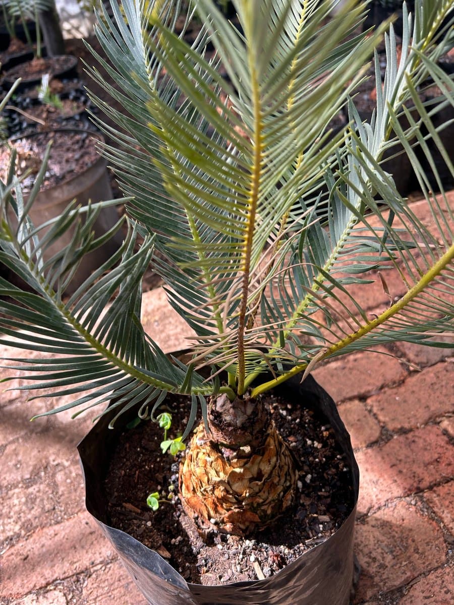 Encephalartos cycadifolius