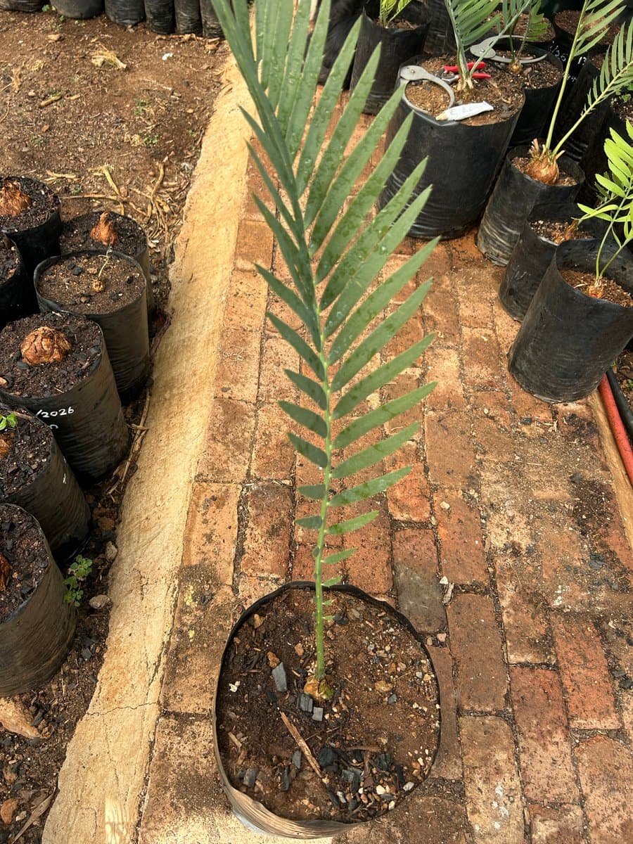Encephalartos nubimontanus