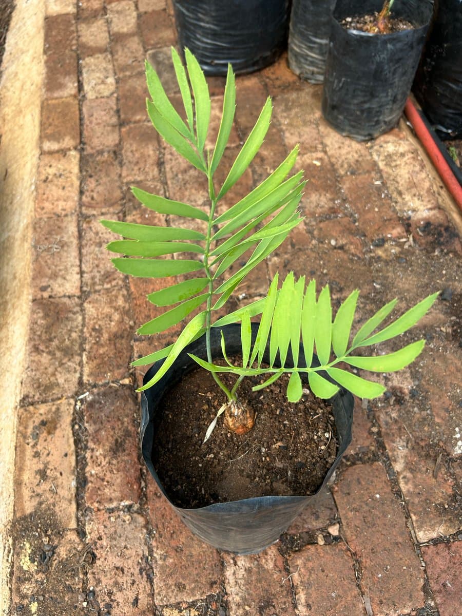 Encephalartos eugene-maraisii