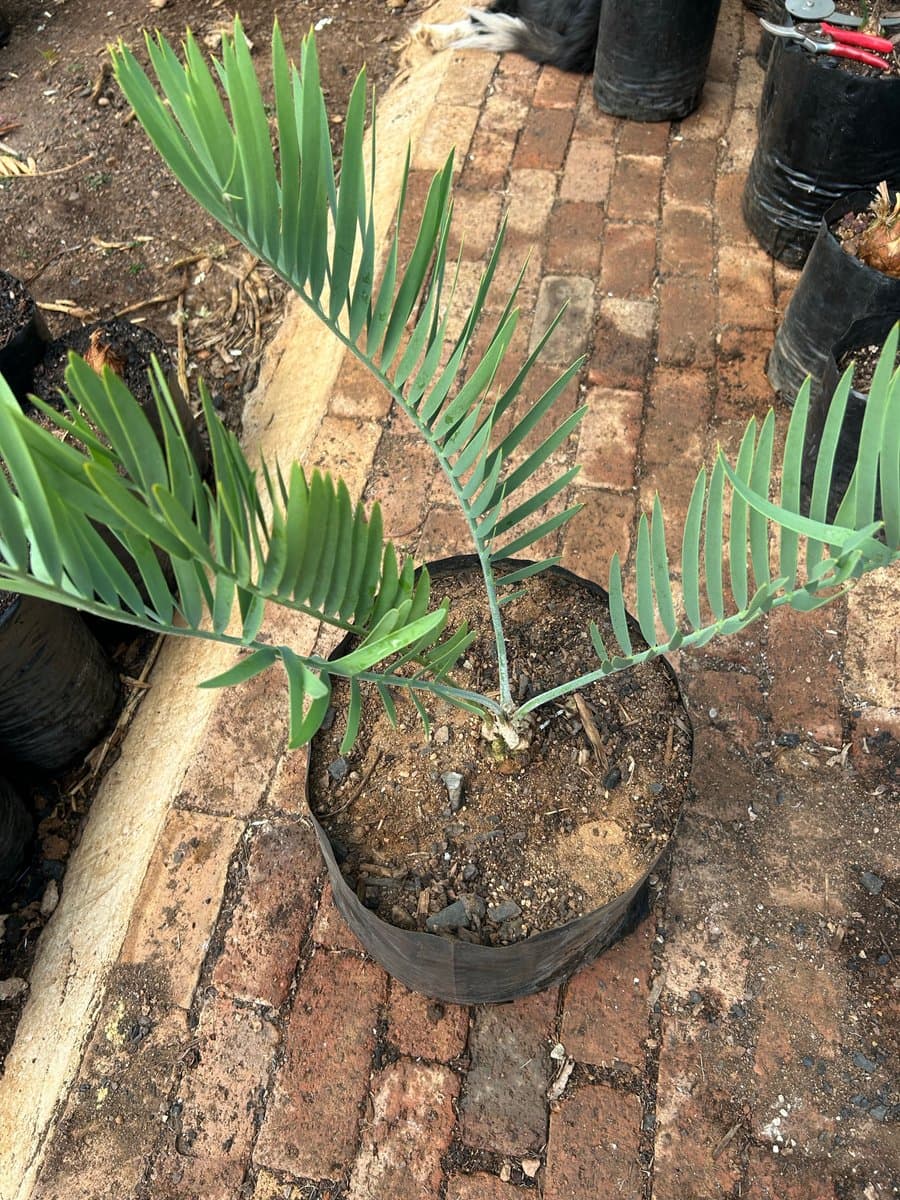 Encephalartos eugene-maraisii