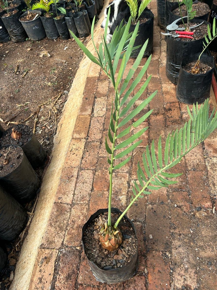 Encephalartos nubimontanus