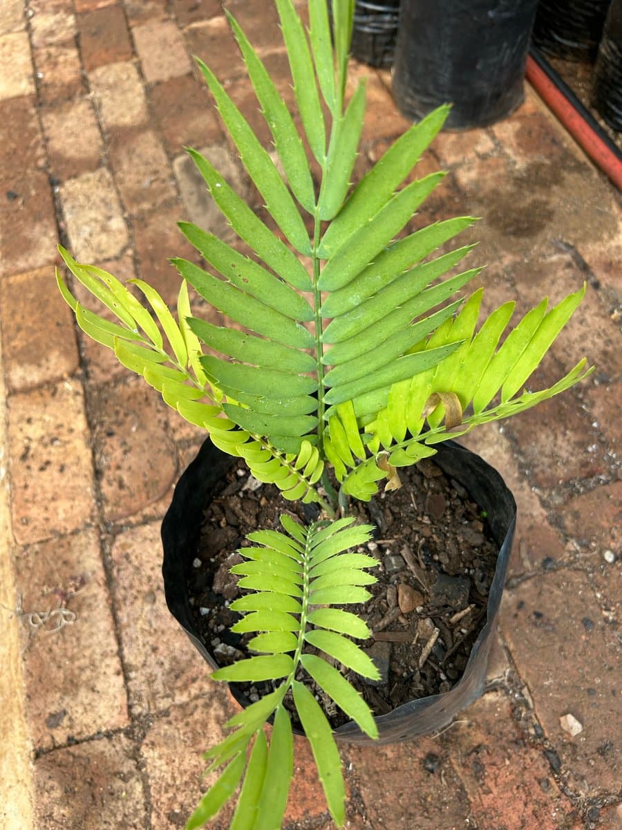 Encephalartos nubimontanus