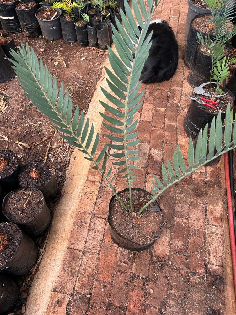 Encephalartos nubimontanus