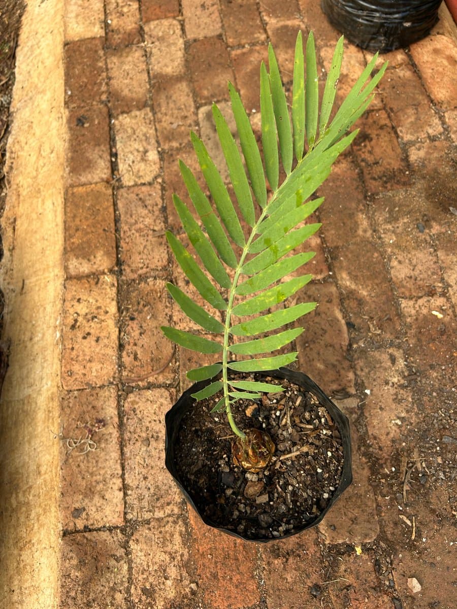 Encephalartos nubimontanus
