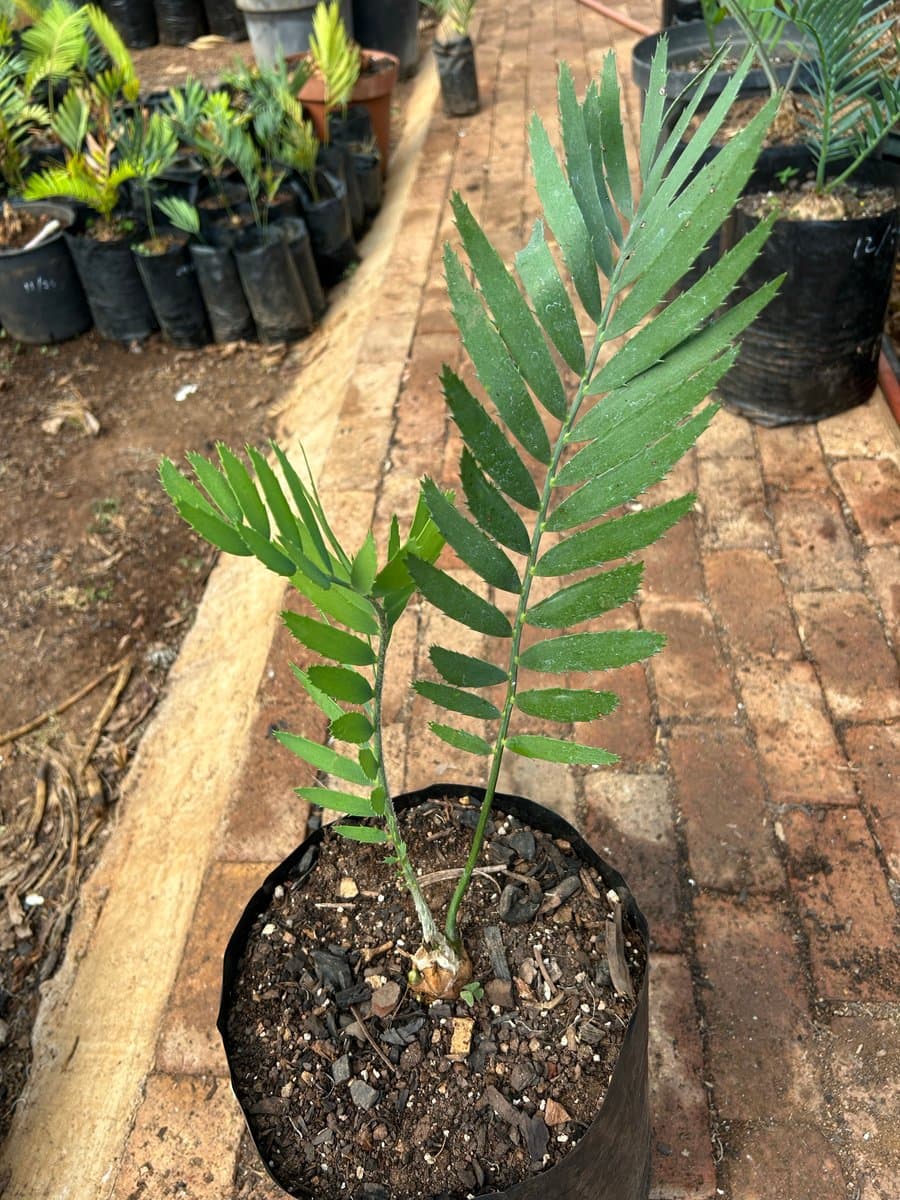 Encephalartos nubimontanus