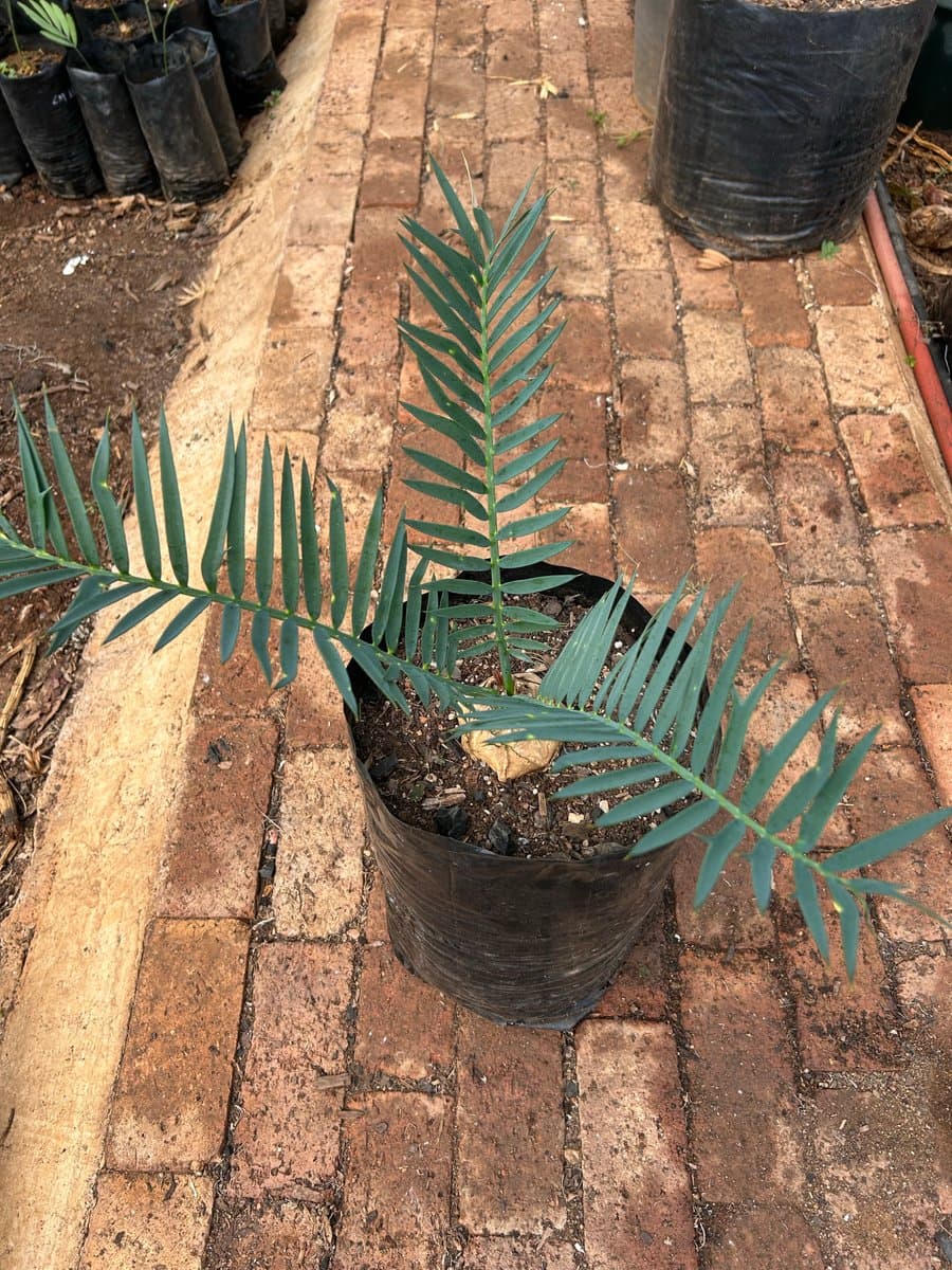 Encephalartos trispinosus