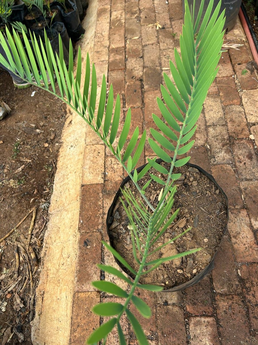 Encephalartos eugene-maraisii