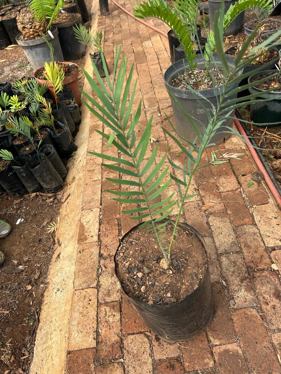 Encephalartos dyerianus
