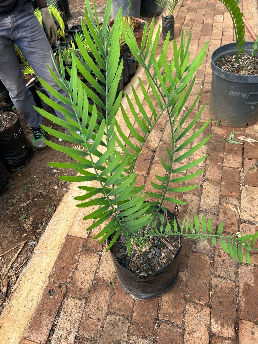 Encephalartos cupidus