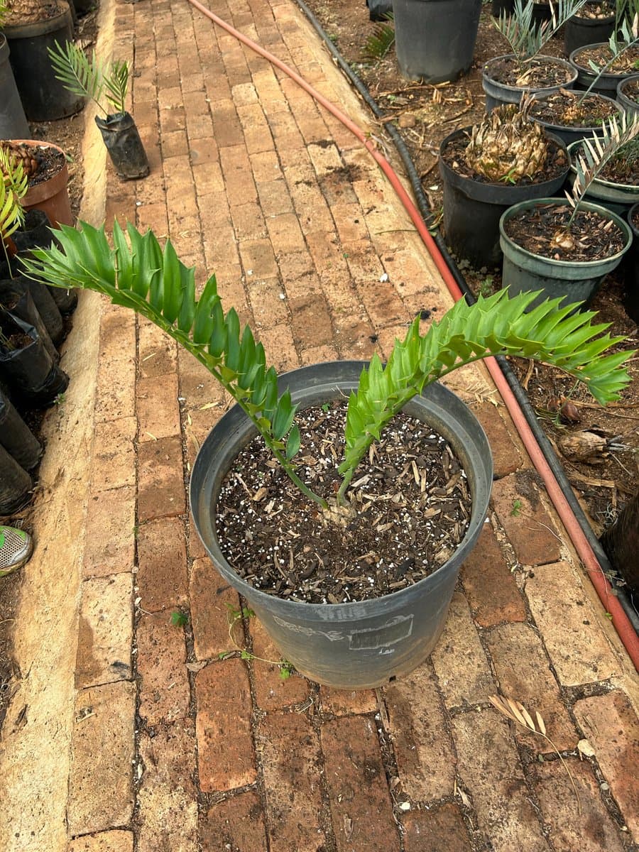 Encephalartos latifrons