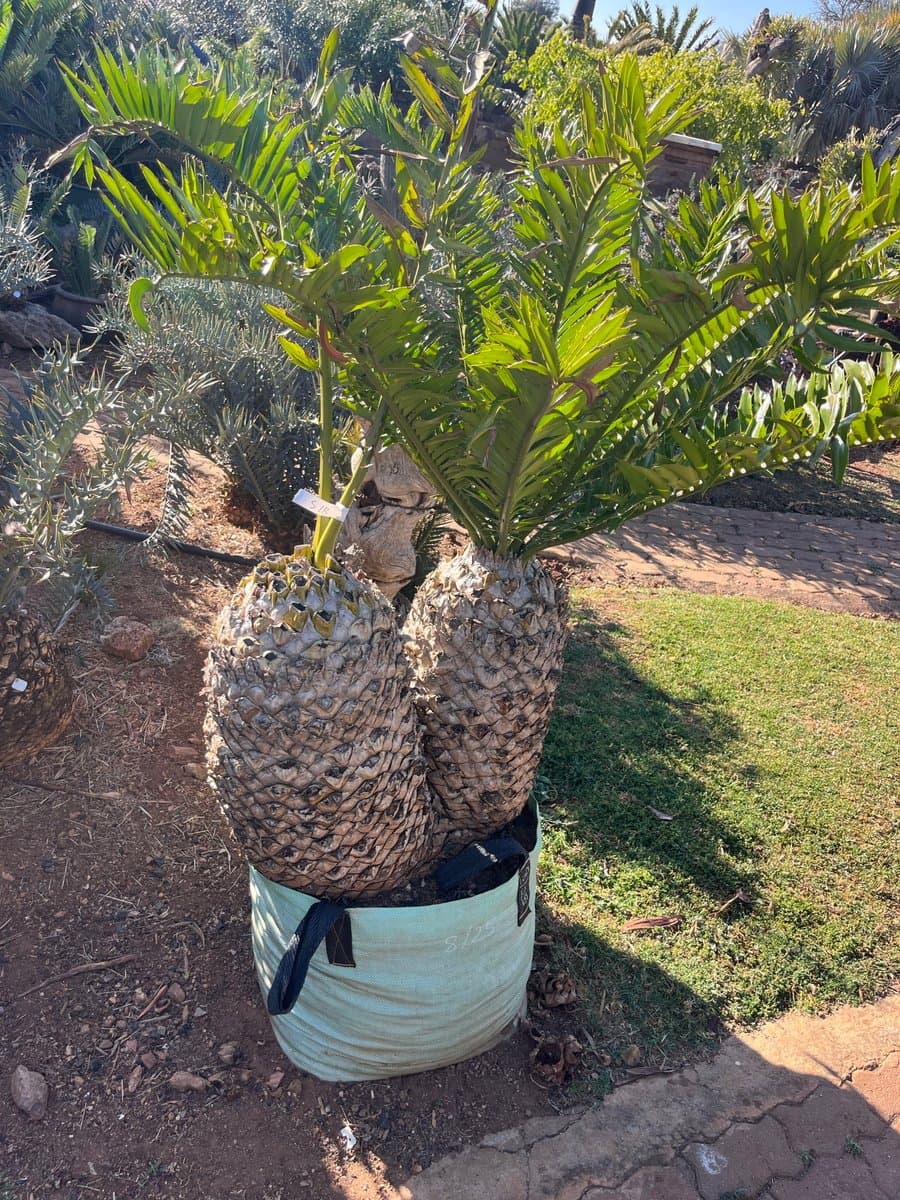 Altensteinii x Arenaruis