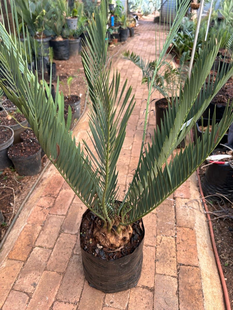 Encephalartos Middelburgensis Avontuur