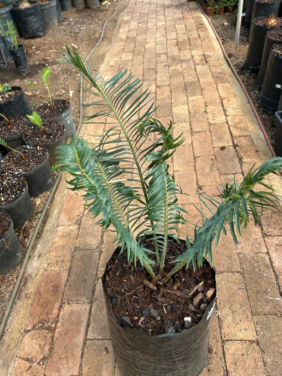 Encephalartos ngoyanus