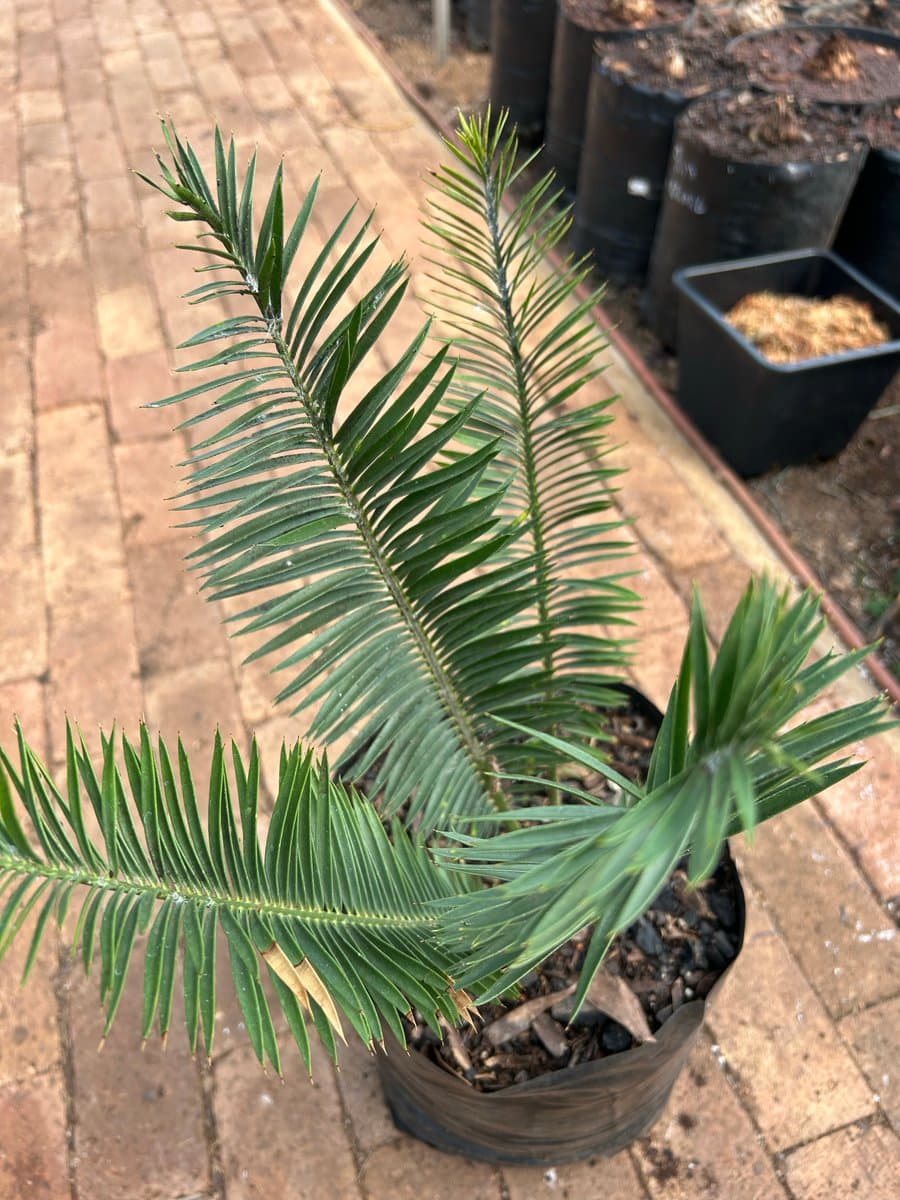Encephalartos afer