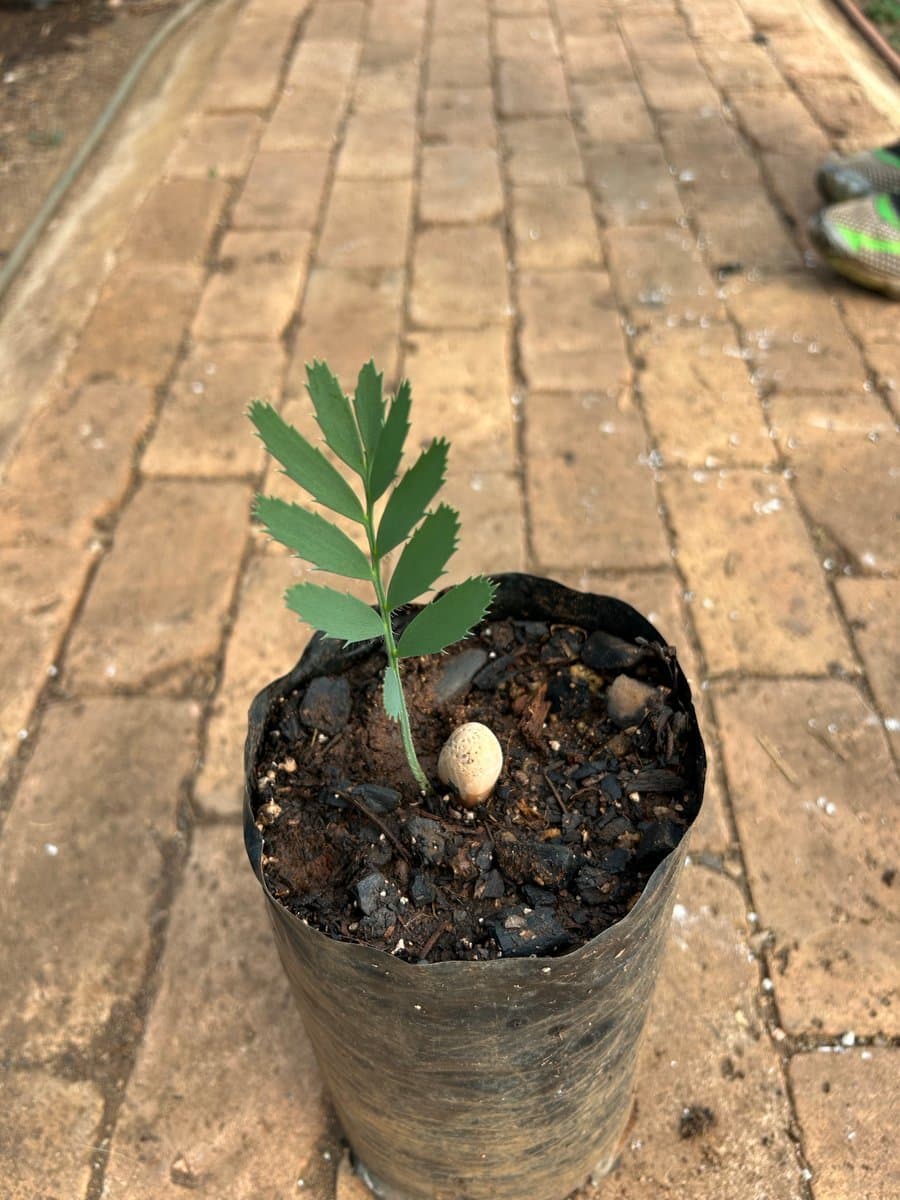 Encephalartos cupidus