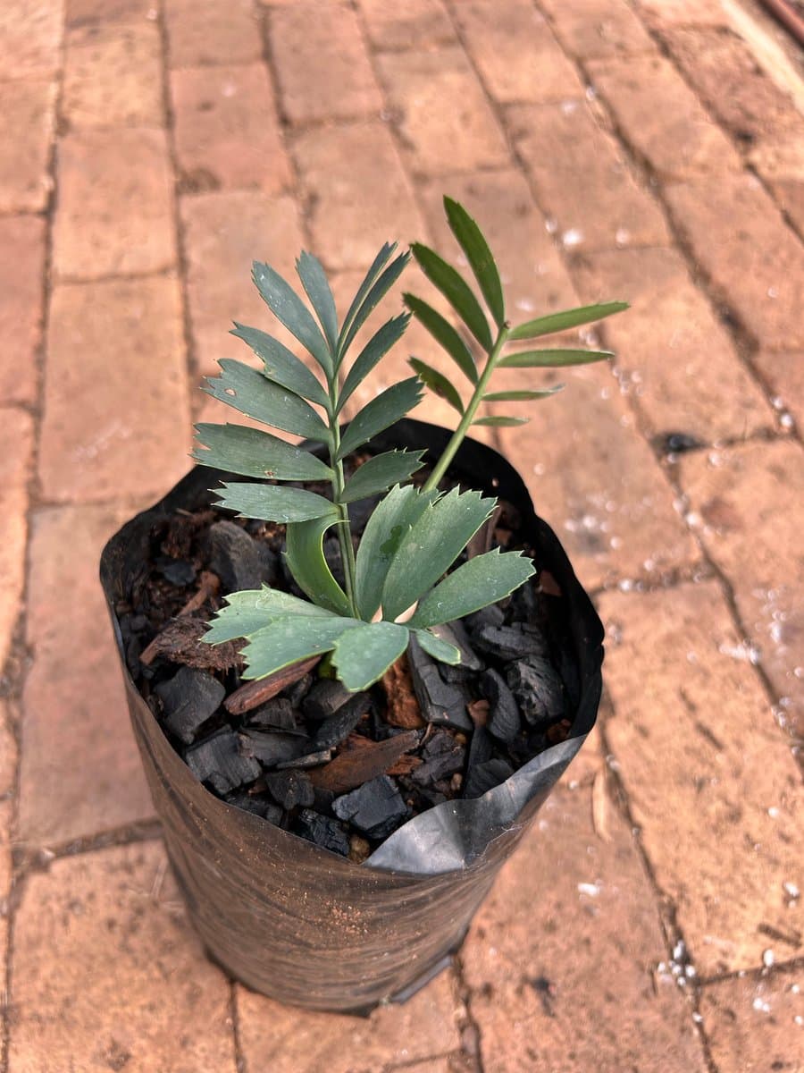 Encephalartos arenarius