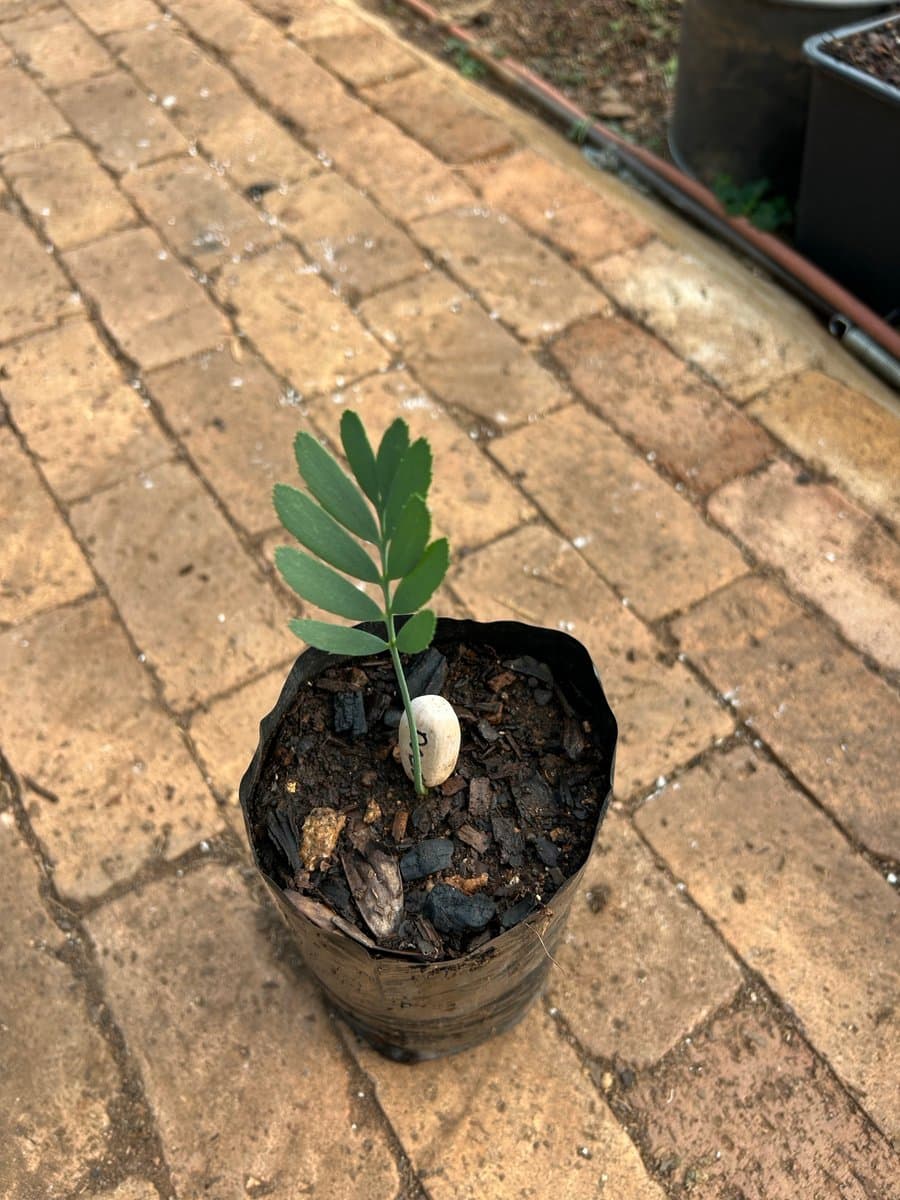 Encephalartos dolomiticus