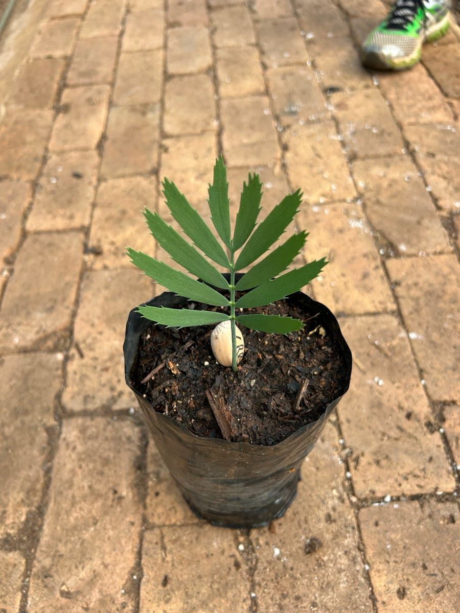 Encephalartos Cupidus robust