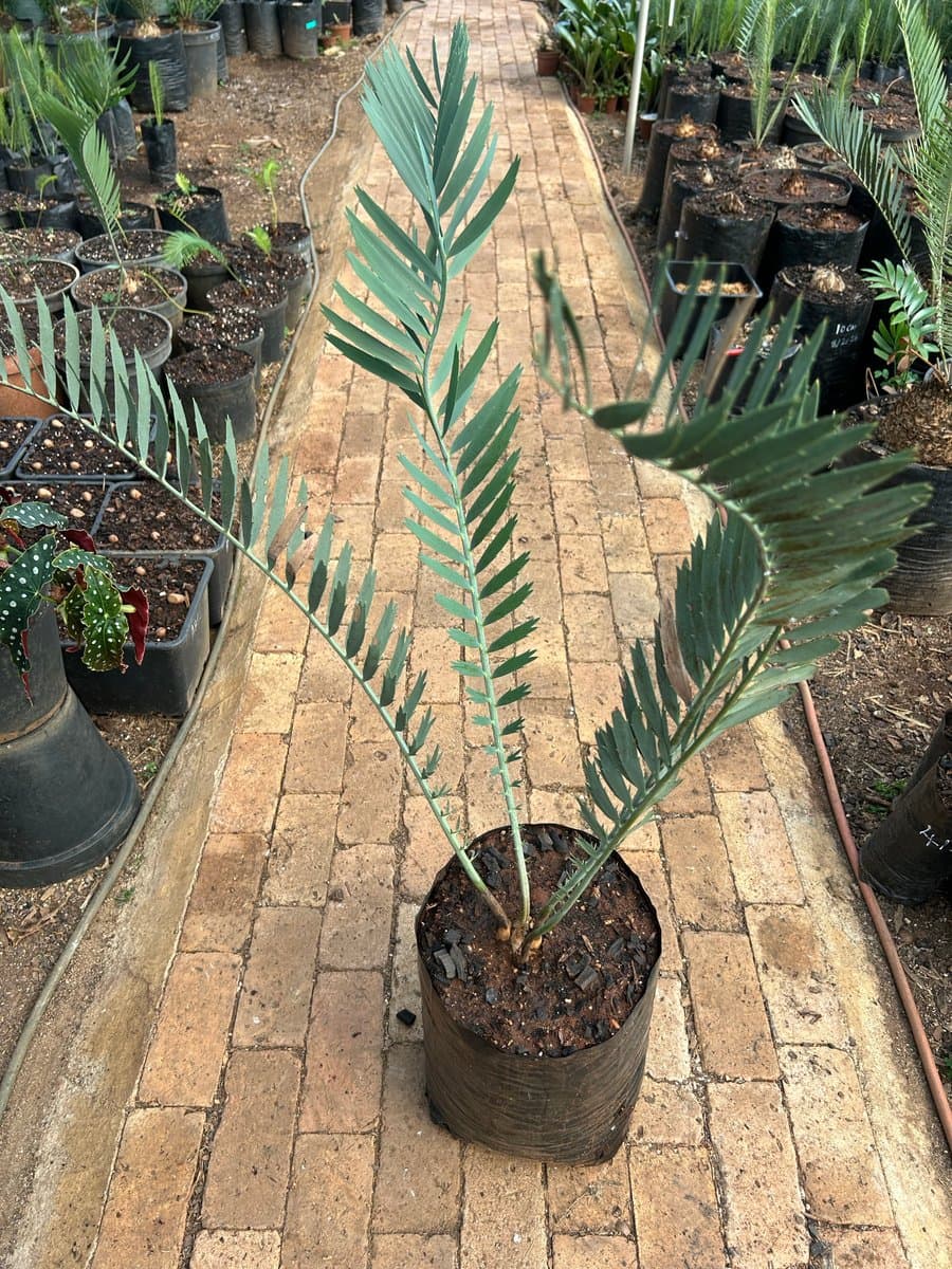 Encephalartos Nubimontanus Robusta